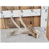 Image 1 : Heavy Mass Whitetail Shed Antler