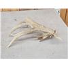 Image 4 : Heavy Mass Whitetail Shed Antler