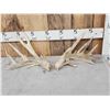 Image 1 : Set Of Heavy Mass Whitetail Shed Antlers