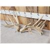 Image 2 : Set Of Heavy Mass Whitetail Shed Antlers