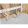 Image 3 : Set Of Heavy Mass Whitetail Shed Antlers