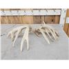 Image 4 : Set Of Heavy Mass Whitetail Shed Antlers