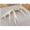 Image 5 : Set Of Heavy Mass Whitetail Shed Antlers