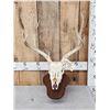 Image 1 : 5x5 Mule Deer Antlers On Skull Plate