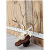 Image 2 : 5x5 Mule Deer Antlers On Skull Plate