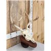 Image 3 : 5x5 Mule Deer Antlers On Skull Plate
