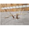 Image 3 : Group Of 4 Nice Wild Whitetail Shed Antlers
