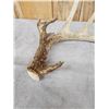 Image 4 : Group Of 4 Nice Wild Whitetail Shed Antlers