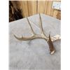 Image 5 : Group Of 4 Nice Wild Whitetail Shed Antlers