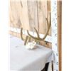 Image 2 : Set Of Freak Mule Deer Antlers In Faux Velvet