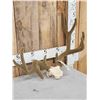 Image 3 : Set Of Freak Mule Deer Antlers In Faux Velvet