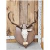 Image 1 : Red Stag Antlers On Skull & Plaque