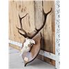 Image 2 : Red Stag Antlers On Skull & Plaque