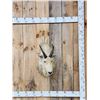 Image 1 : Vintage Mountain Goat Shoulder Mount Taxidermy