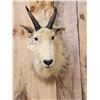 Image 2 : Vintage Mountain Goat Shoulder Mount Taxidermy