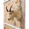 Image 3 : Vintage Mountain Goat Shoulder Mount Taxidermy