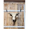 Image 1 : Longhorn Highlander Steer Cross Shoulder Mount Taxidermy