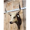 Image 2 : Longhorn Highlander Steer Cross Shoulder Mount Taxidermy