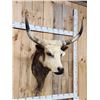 Image 3 : Longhorn Highlander Steer Cross Shoulder Mount Taxidermy