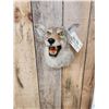 Image 2 : Coyote Shoulder Mount Taxidermy