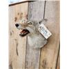 Image 3 : Coyote Shoulder Mount Taxidermy