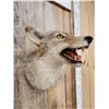 Image 4 : Coyote Shoulder Mount Taxidermy