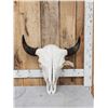 Image 1 : American Bison Buffalo Skull Taxidermy