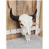 Image 3 : American Bison Buffalo Skull Taxidermy