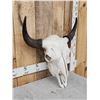 Image 2 : American Bison Buffalo Skull Taxidermy