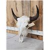Image 3 : American Bison Buffalo Skull Taxidermy