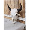 Image 2 : American Bison Buffalo Skull Taxidermy