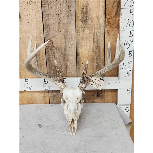 5x5 Whitetail Antlers On Skull