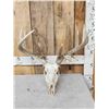 Image 1 : 5x5 Whitetail Antlers On Skull