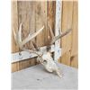 Image 2 : 5x5 Whitetail Antlers On Skull