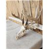 Image 3 : 5x5 Whitetail Antlers On Skull