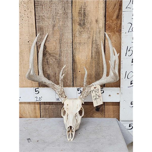 5x5 Whitetail Antlers On Skull