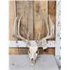 Image 1 : 5x5 Whitetail Antlers On Skull