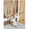 Image 2 : 5x5 Whitetail Antlers On Skull