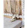 Image 3 : 5x5 Whitetail Antlers On Skull