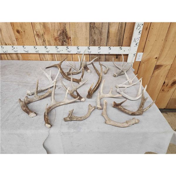 Mixed Antler Lot