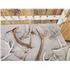 Image 2 : Mixed Antler Lot