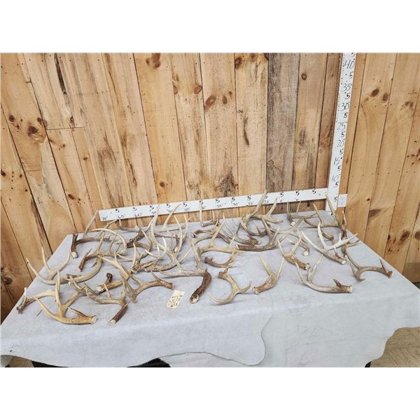 31.1 Lbs Of Whitetail Antler