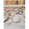 Image 3 : 31.1 Lbs Of Whitetail Antler