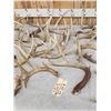 Image 4 : 31.1 Lbs Of Whitetail Antler