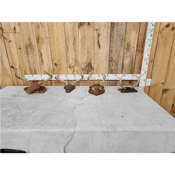 4 Sets Of Whitetail Antlers On Plaques