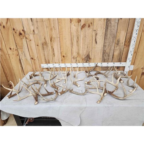 29.5 Lbs Of Whitetail Antlers