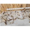 Image 4 : 29.5 Lbs Of Whitetail Antlers