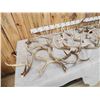 Image 5 : 29.5 Lbs Of Whitetail Antlers