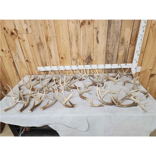 32.3 Lbs Of Whitetail Antlers