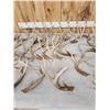 Image 4 : 32.3 Lbs Of Whitetail Antlers